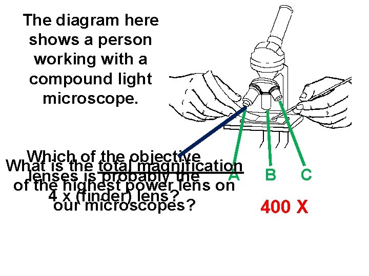 The diagram here shows a person working with a compound light microscope. Which of