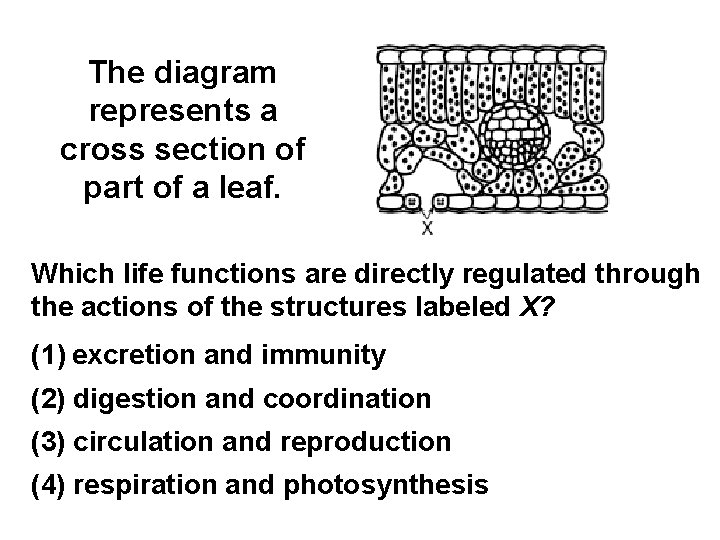 The diagram represents a cross section of part of a leaf. Which life functions