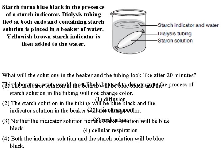 Starch turns blue black in the presence of a starch indicator. Dialysis tubing tied