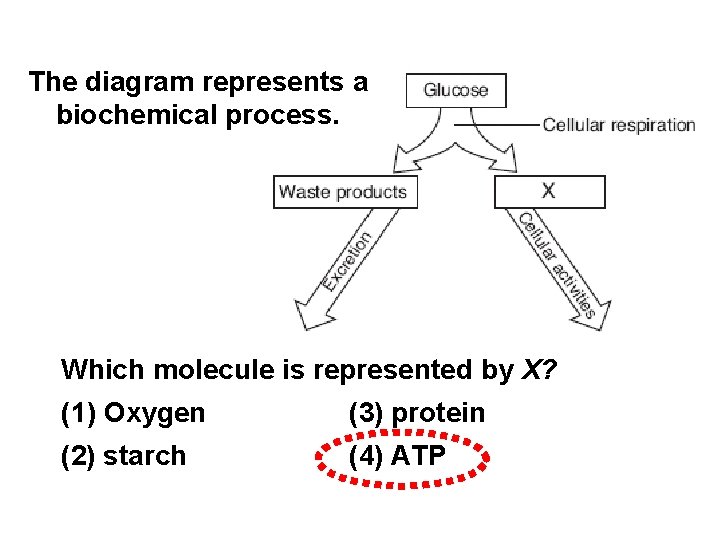 The diagram represents a biochemical process. Which molecule is represented by X? (1) Oxygen