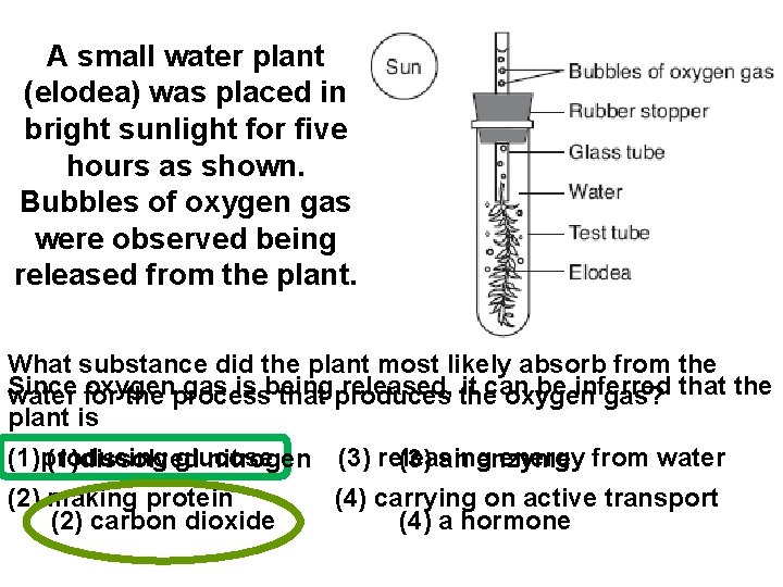 A small water plant (elodea) was placed in bright sunlight for five hours as