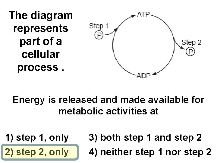 The diagram represents part of a cellular process. Energy is released and made available
