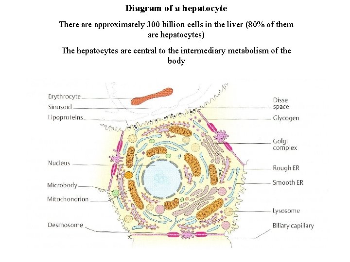 Diagram of a hepatocyte There approximately 300 billion cells in the liver (80% of