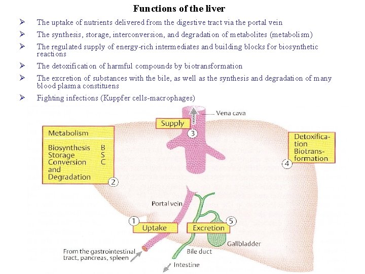 Functions of the liver Ø Ø Ø The uptake of nutrients delivered from the
