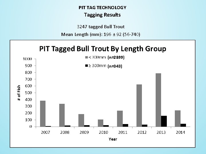 PIT TAG TECHNOLOGY Tagging Results 3247 tagged Bull Trout Mean Length (mm): 196 ±