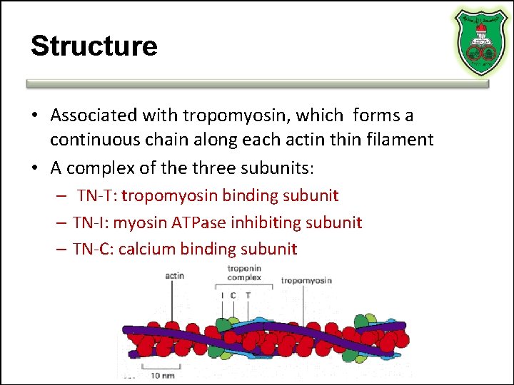 Structure • Associated with tropomyosin, which forms a continuous chain along each actin thin Structure • Associated with tropomyosin, which forms a continuous chain along each actin thin