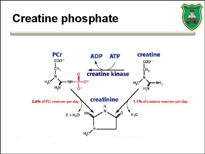 Creatine phosphate Creatine phosphate