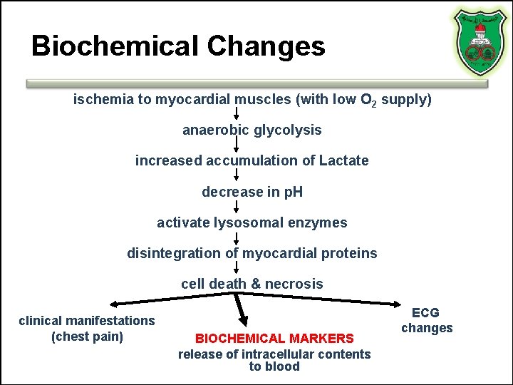 Biochemical Changes ischemia to myocardial muscles (with low O 2 supply) anaerobic glycolysis increased Biochemical Changes ischemia to myocardial muscles (with low O 2 supply) anaerobic glycolysis increased