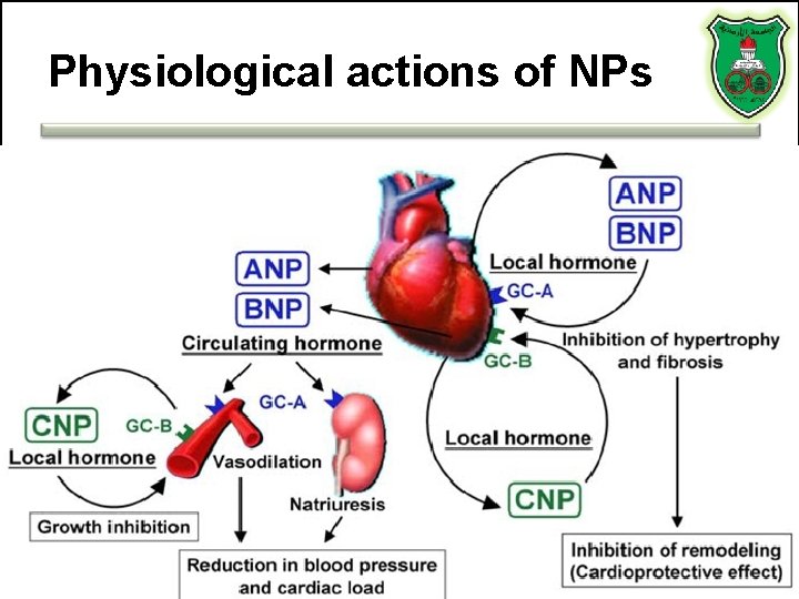 Physiological actions of NPs Physiological actions of NPs