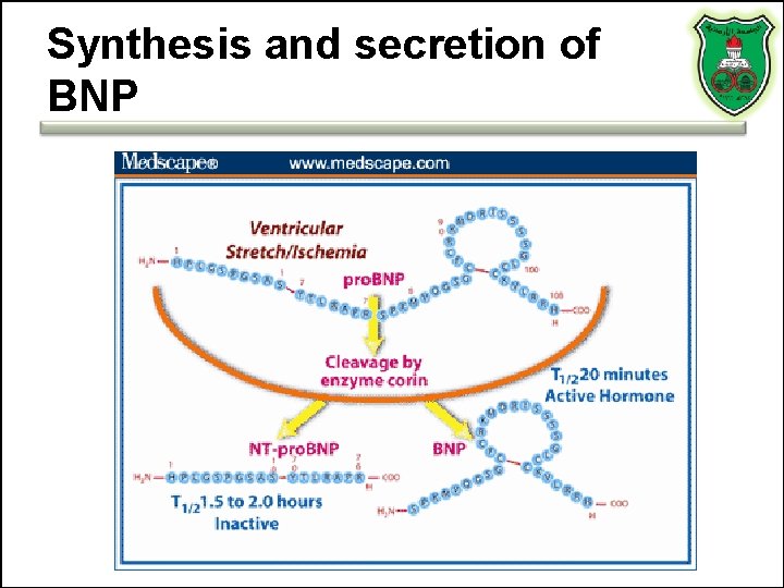 Synthesis and secretion of BNP Synthesis and secretion of BNP