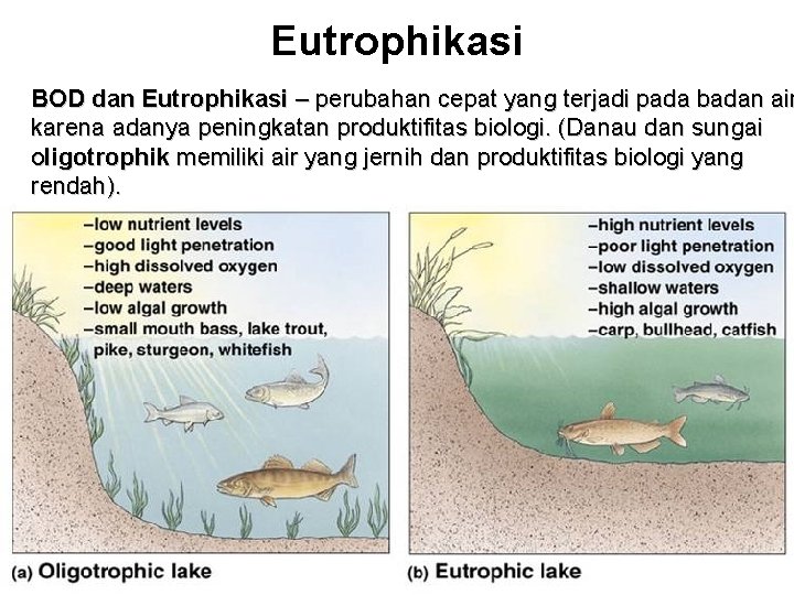 Eutrophikasi BOD dan Eutrophikasi – perubahan cepat yang terjadi pada badan air karena adanya