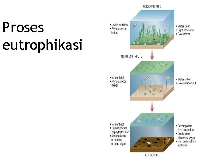 Proses eutrophikasi 