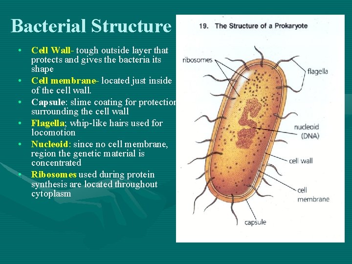 Bacterial Structure • Cell Wall- tough outside layer that protects and gives the bacteria