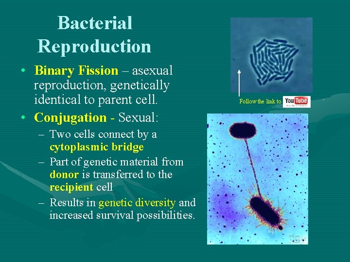 Bacterial Reproduction • Binary Fission – asexual reproduction, genetically identical to parent cell. •