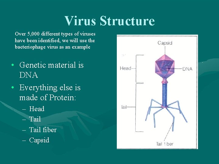 Virus Structure Over 5, 000 different types of viruses have been identified, we will