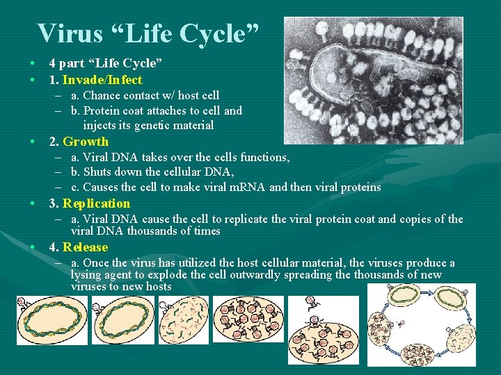 Virus “Life Cycle” • 4 part “Life Cycle” • 1. Invade/Infect – a. Chance