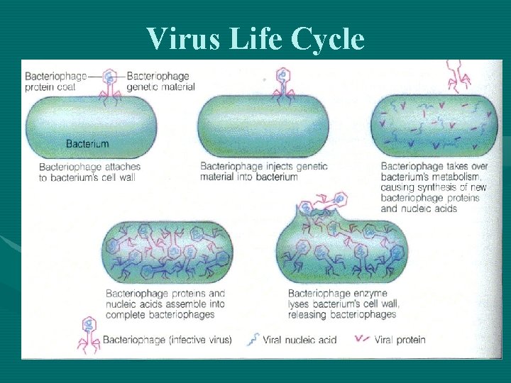 Virus Life Cycle 