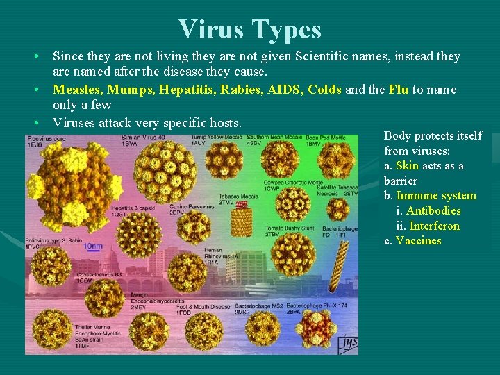 Virus Types • Since they are not living they are not given Scientific names,
