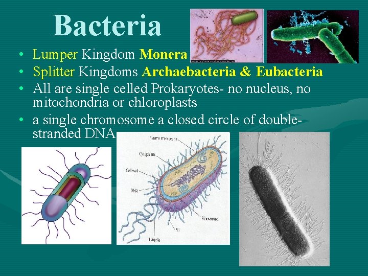 Bacteria • • • Lumper Kingdom Monera Splitter Kingdoms Archaebacteria & Eubacteria All are