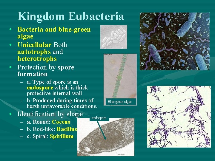 Kingdom Eubacteria • Bacteria and blue-green algae • Unicellular Both autotrophs and heterotrophs •