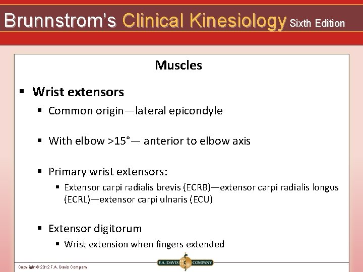 Brunnstrom’s Clinical Kinesiology Sixth Edition Muscles § Wrist extensors § Common origin—lateral epicondyle §