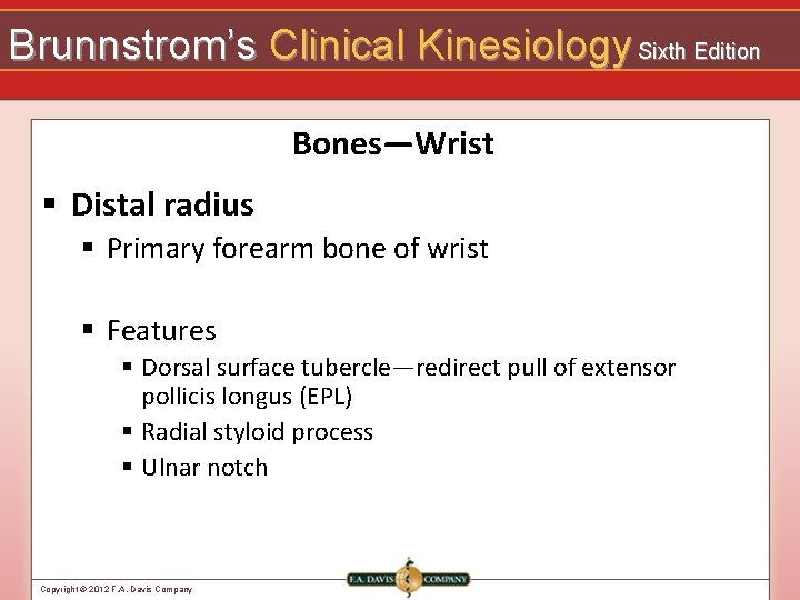 Brunnstrom’s Clinical Kinesiology Sixth Edition Bones—Wrist § Distal radius § Primary forearm bone of