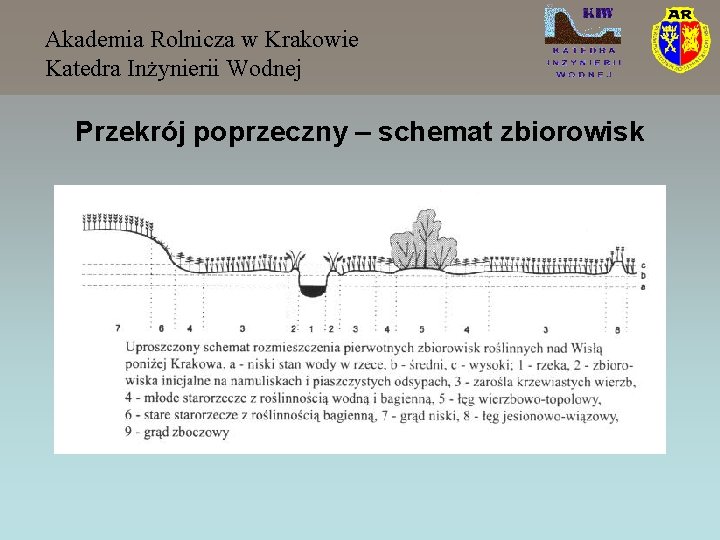 Akademia Rolnicza w Krakowie Katedra Inżynierii Wodnej Przekrój poprzeczny – schemat zbiorowisk 