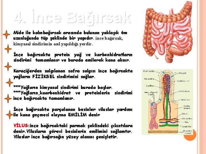 4. İnce Bağırsak Mide ile kalınbağırsak arasında bulunan yaklaşık 6 m uzunluğunda tüp şeklinde 4. İnce Bağırsak Mide ile kalınbağırsak arasında bulunan yaklaşık 6 m uzunluğunda tüp şeklinde