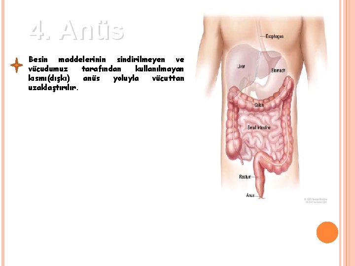 4. Anüs Besin maddelerinin sindirilmeyen ve vücudumuz tarafından kullanılmayan kısmı(dışkı) anüs yoluyla vücuttan uzaklaştırılır. 4. Anüs Besin maddelerinin sindirilmeyen ve vücudumuz tarafından kullanılmayan kısmı(dışkı) anüs yoluyla vücuttan uzaklaştırılır.