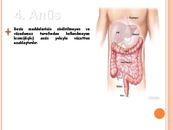 4. Anüs Besin maddelerinin sindirilmeyen ve vücudumuz tarafından kullanılmayan kısmı(dışkı) anüs yoluyla vücuttan uzaklaştırılır.