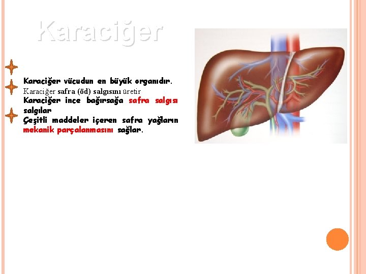 Karaciğer vücudun en büyük organıdır. Karaciğer safra (öd) salgısını üretir Karaciğer ince bağırsağa safra