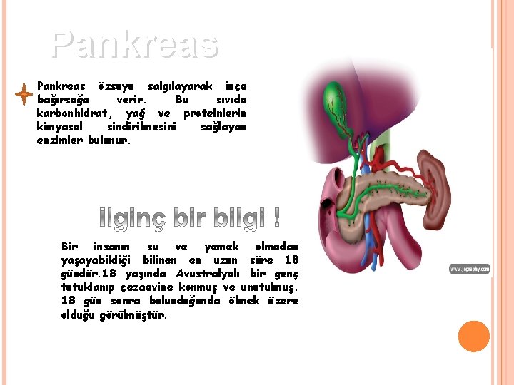Pankreas özsuyu salgılayarak ince bağırsağa verir. Bu sıvıda karbonhidrat, yağ ve proteinlerin kimyasal sindirilmesini