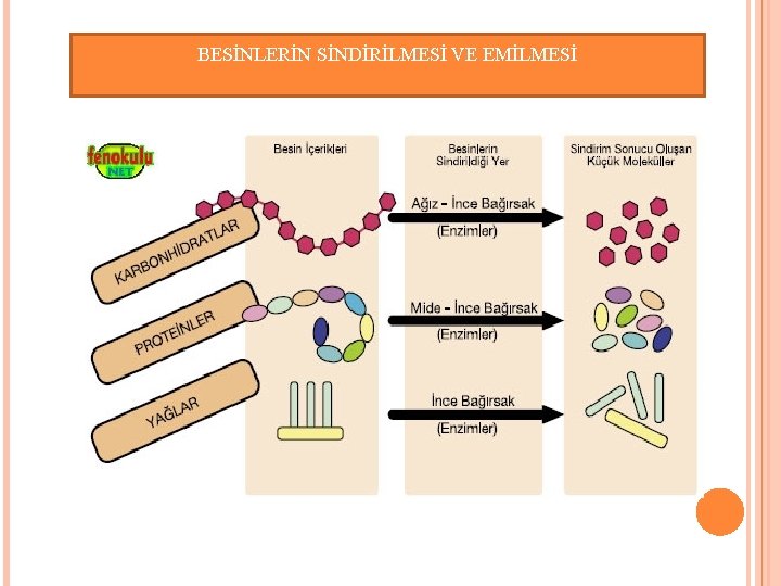 BESİNLERİN SİNDİRİLMESİ VE EMİLMESİ BESİNLERİN SİNDİRİLMESİ VE EMİLMESİ