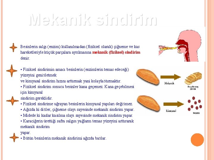 Mekanik sindirim Besinlerin salgı (enzim) kullanılmadan (fiziksel olarak) çiğneme ve kas hareketleriyle küçük parçalara