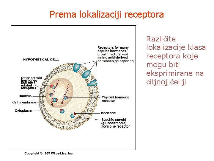 Prema lokalizaciji receptora Različite lokalizacije klasa receptora koje mogu biti eksprimirane na ciljnoj ćeliji