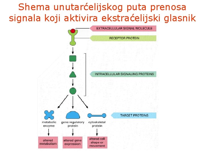 Shema unutarćelijskog puta prenosa signala koji aktivira ekstraćelijski glasnik 