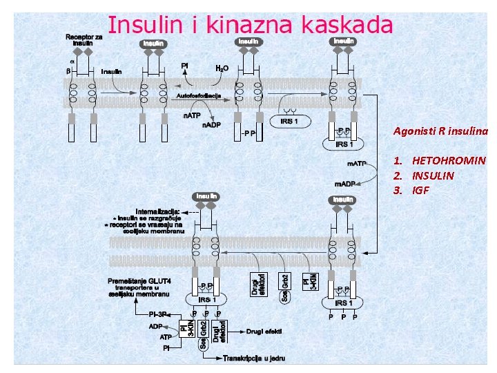 Agonisti R insulina 1. HETOHROMIN 2. INSULIN 3. IGF 