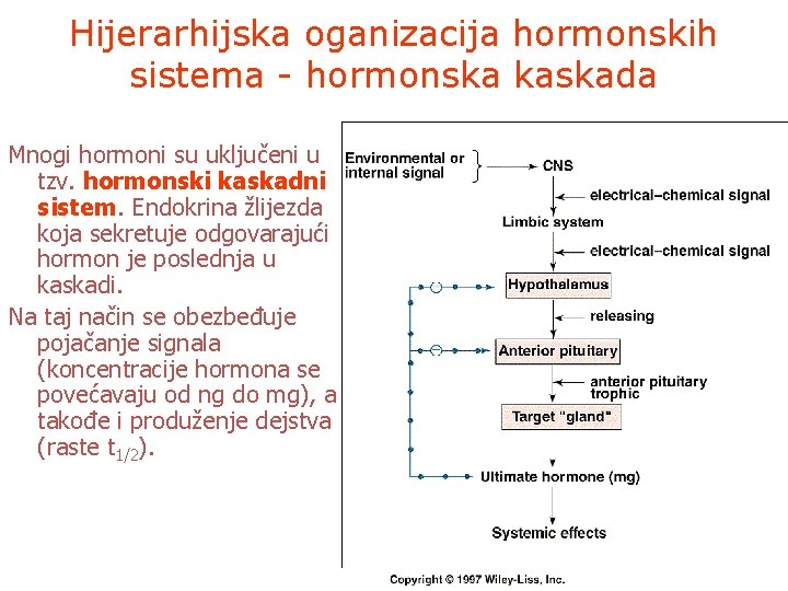 Hijerarhijska oganizacija hormonskih sistema - hormonska kaskada Mnogi hormoni su uključeni u tzv. hormonski
