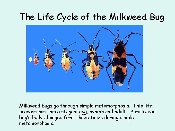 The Life Cycle of the Milkweed Bug Milkweed bugs go through simple metamorphosis. This