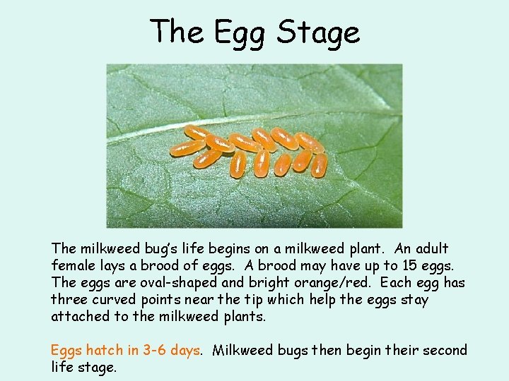 The Egg Stage The milkweed bug’s life begins on a milkweed plant. An adult