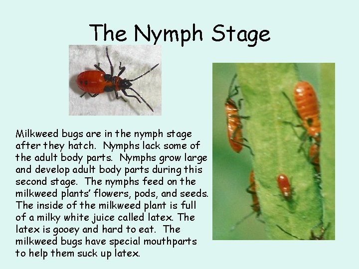 The Nymph Stage Milkweed bugs are in the nymph stage after they hatch. Nymphs