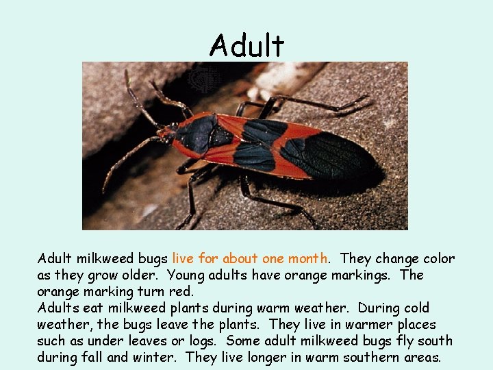 Adult milkweed bugs live for about one month. They change color as they grow