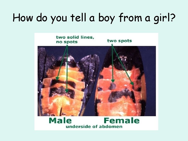 How do you tell a boy from a girl? 