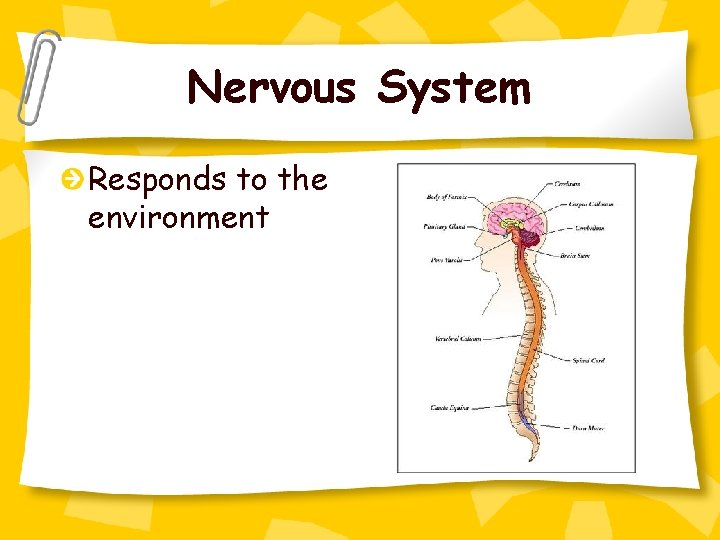 Nervous System Responds to the environment 