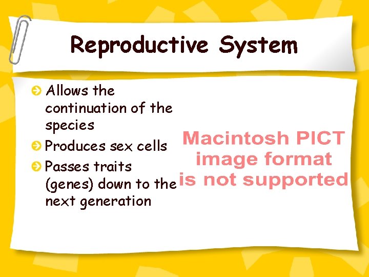 Reproductive System Allows the continuation of the species Produces sex cells Passes traits (genes)