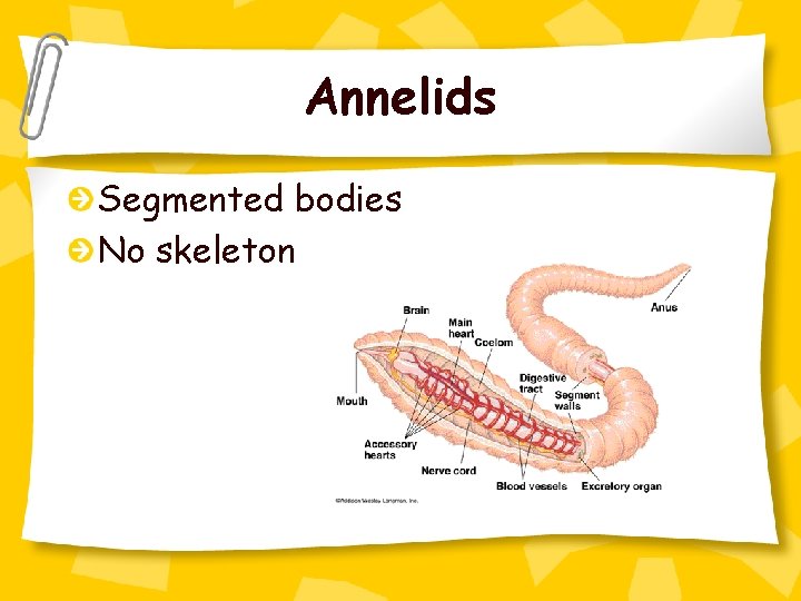 Annelids Segmented bodies No skeleton 