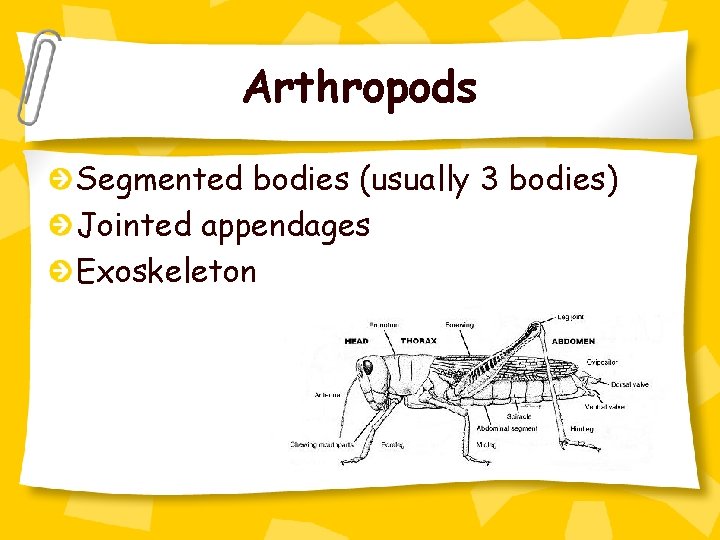 Arthropods Segmented bodies (usually 3 bodies) Jointed appendages Exoskeleton 