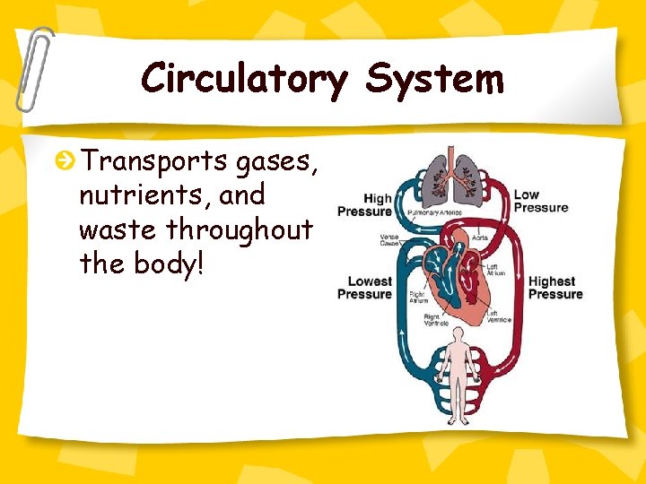 Circulatory System Transports gases, nutrients, and waste throughout the body! 