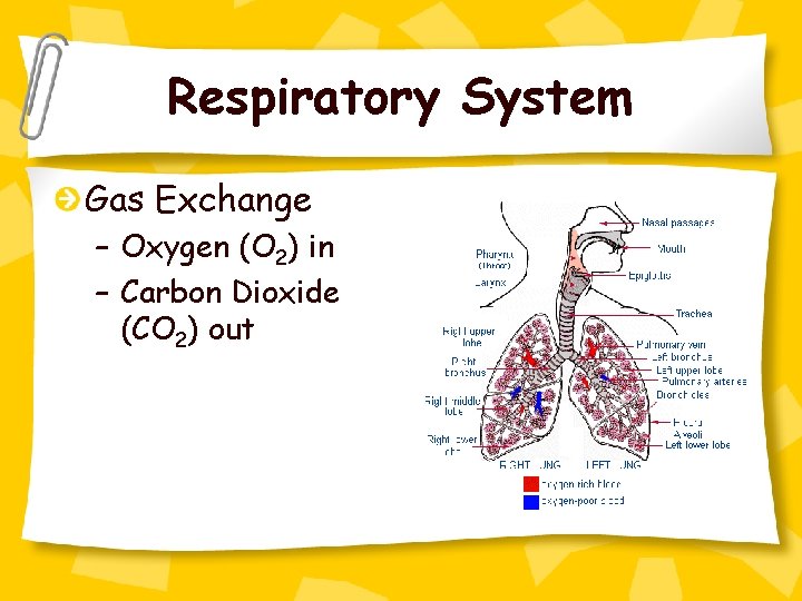Respiratory System Gas Exchange – Oxygen (O 2) in – Carbon Dioxide (CO 2)
