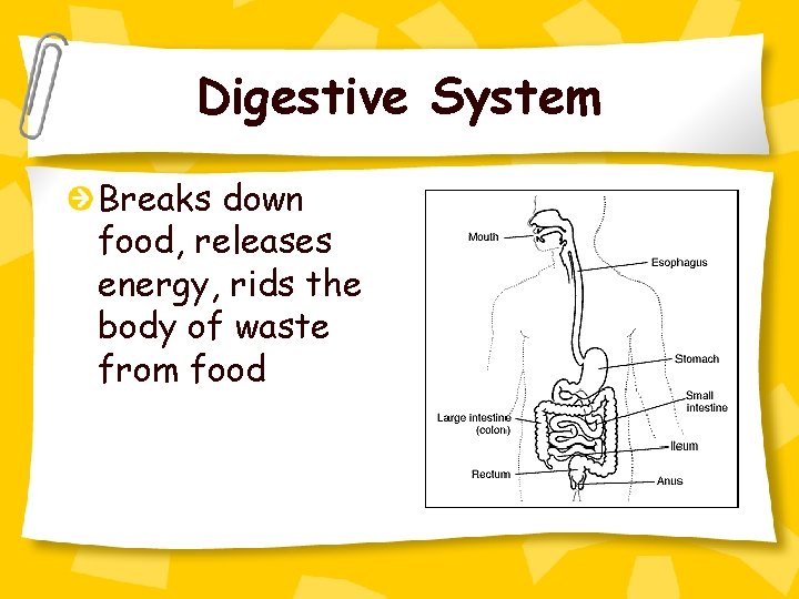 Digestive System Breaks down food, releases energy, rids the body of waste from food